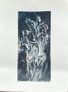 Aquatint Etching by Caroline Salmon - Superior Specimens - Iris in black - colour proof