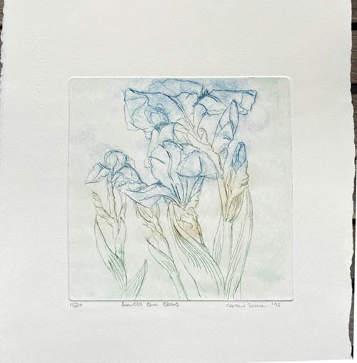 Etching of  blue irises on a creamy white paper