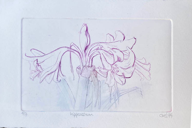 Etching  Line drawing of a plant on a white background