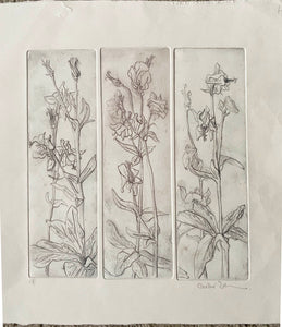 Etching by Caroline Salmon - Aquilegia in brown and grey - Artist's Col Proof