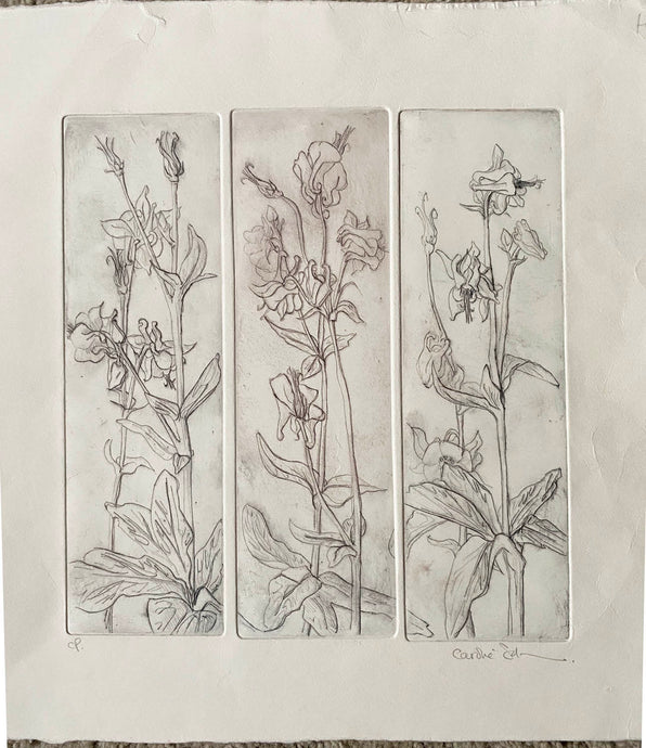 Etching by Caroline Salmon - Aquilegia in brown and grey - Artist's Col Proof