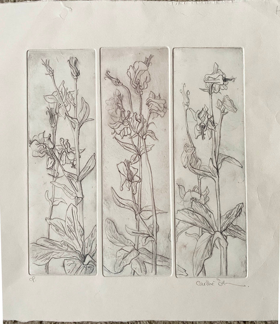 Etching by Caroline Salmon - Aquilegia in brown and grey - Artist's Col Proof