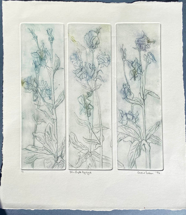 A 3 plate etching of Aquilegia plants in blue/green ink on a creamy white paper with hand torn edges