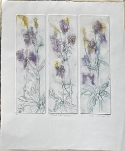 Triptych of floral illustrations of Aqualigia in mauve and yellow  on a white background
