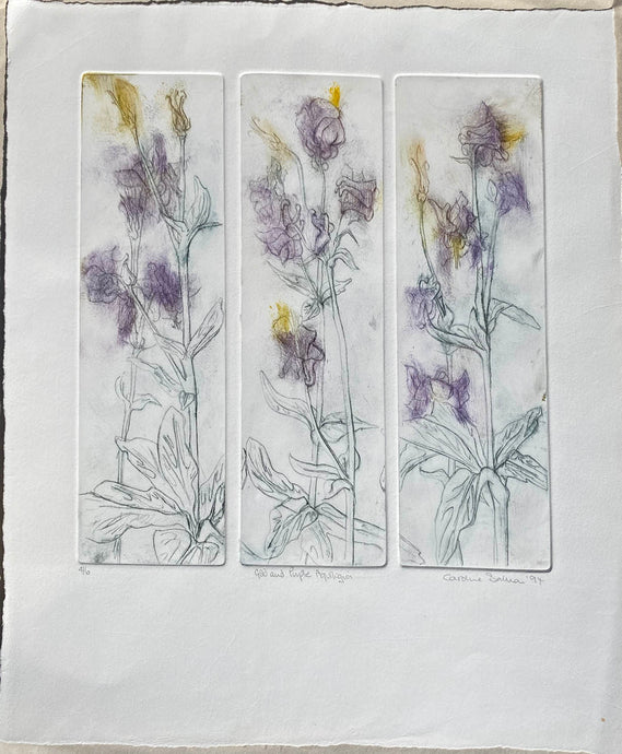 Triptych of floral illustrations of Aqualigia in mauve and yellow  on a white background