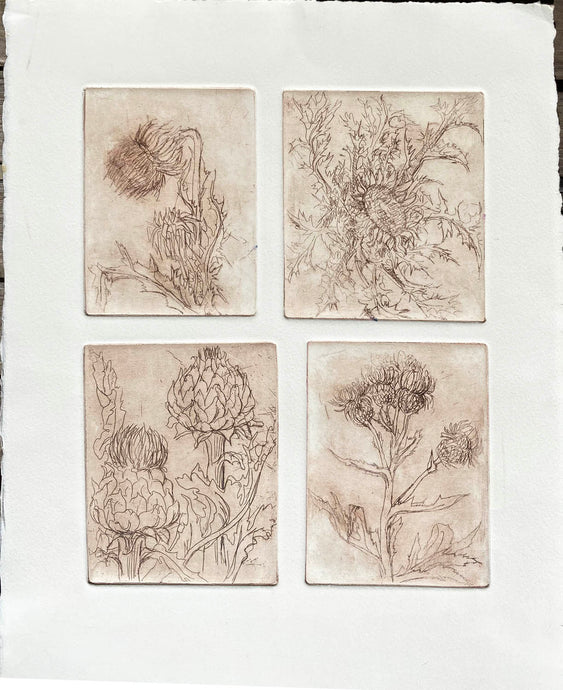 Etchings from 4 plates pf individuall sketches of thistles in brown ink on cream paper with torn edges
