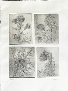 Etching 4 plates - Thistles in grey - Artist's Proof