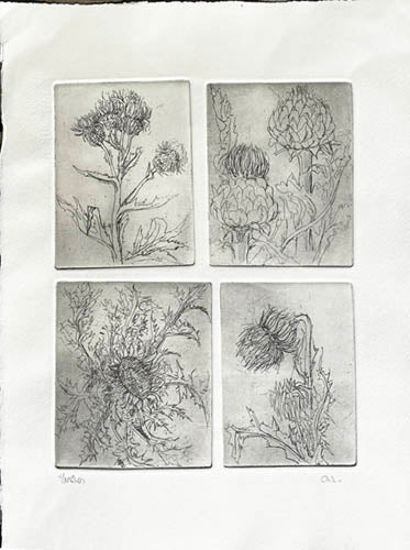 Etching 4 plates - Thistles in grey - Artist's Proof