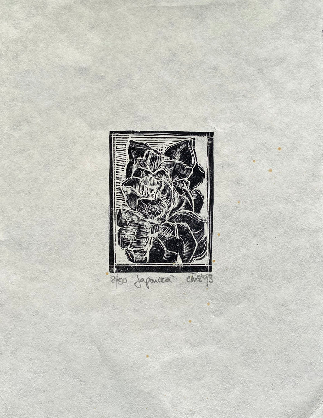 Black and white wood engraving print of Japonica on Japanese handmade cream paper